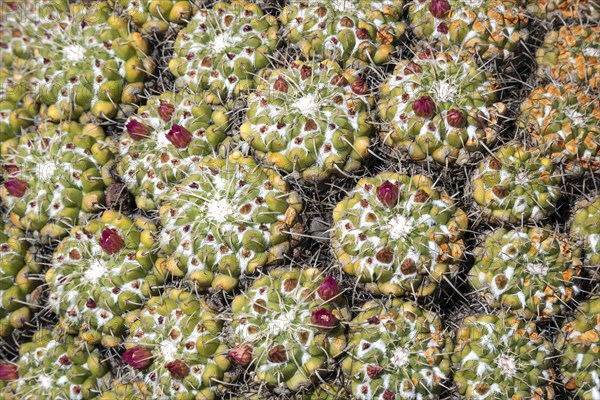 Mammillaria standleyi (Mammillaria standleyi)