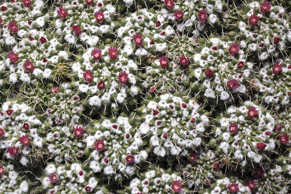 Mammillaria standleyi (Mammillaria standleyi)