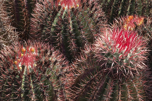 Barrel Cactus (Echinocactus) with small closed yellow flowers