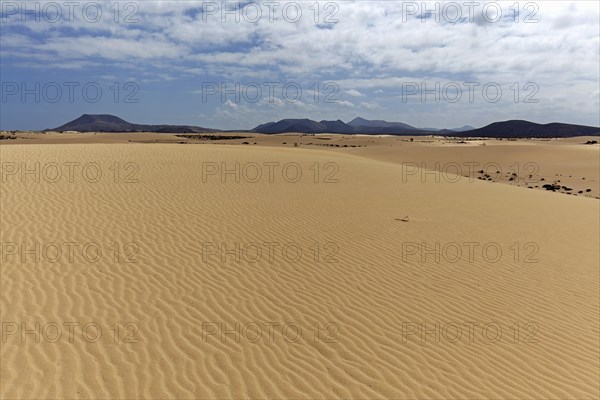 Sand dunes in the wandering dunes of El Jable