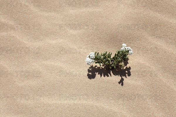 Flowering plant in the sand dunes