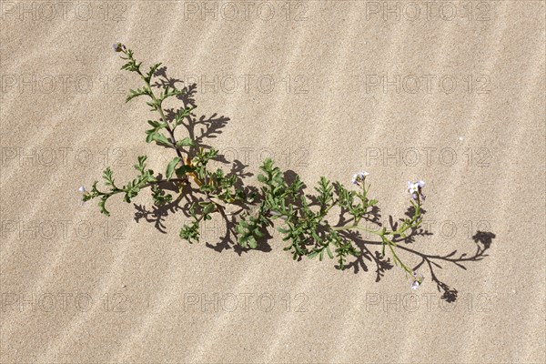 Flowering plant in the sand dunes