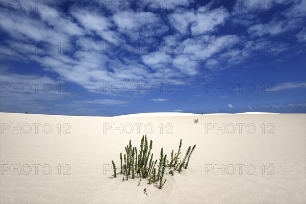 Ononis natrix (Ononis natrix) in the wandering dunes of El Jable