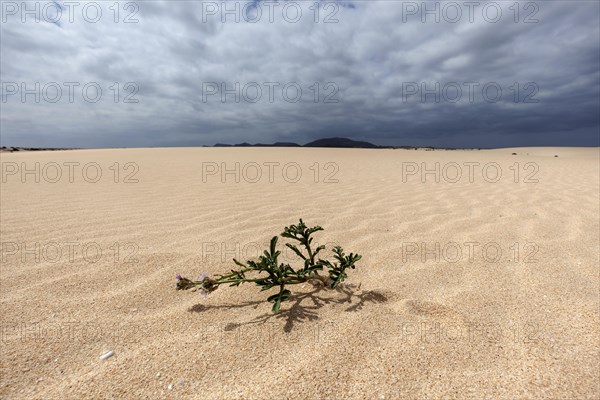 Flowering plant in the sand dunes