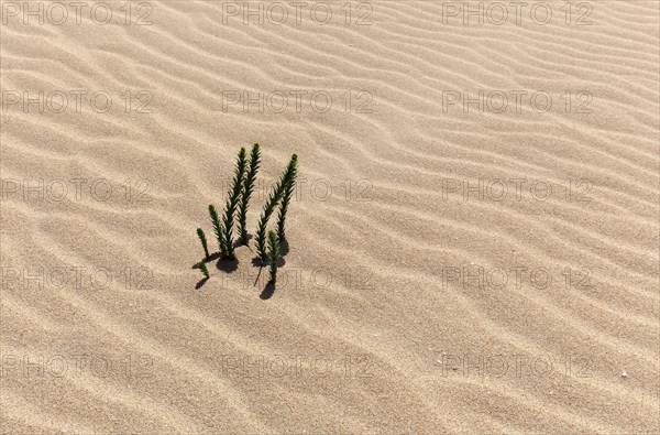 Ononis natrix (Ononis natrix) in the wandering dunes of El Jable