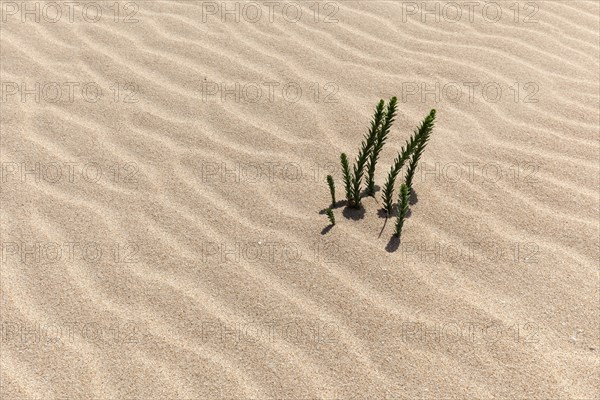 Ononis natrix (Ononis natrix) in the wandering dunes of El Jable