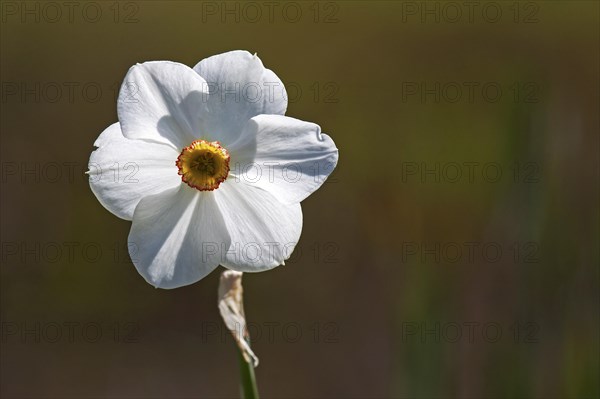 Poet's daffodil (Narcissus poeticus)