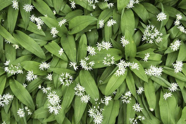 Wild garlic (Allium ursinum) with flowers