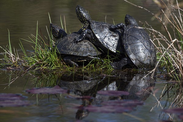 European pond turtles or terrapins (Emys orbicularis) mate