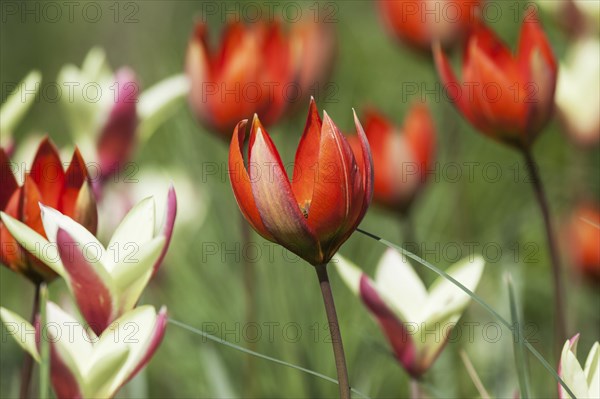 Red tulips (Tulipa orphanidea)