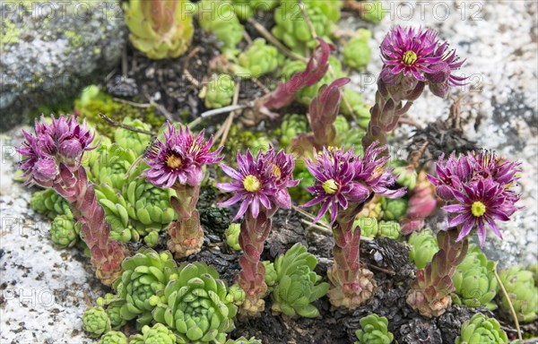 Cobweb Houseleek (Sempervivum arachnoideum)