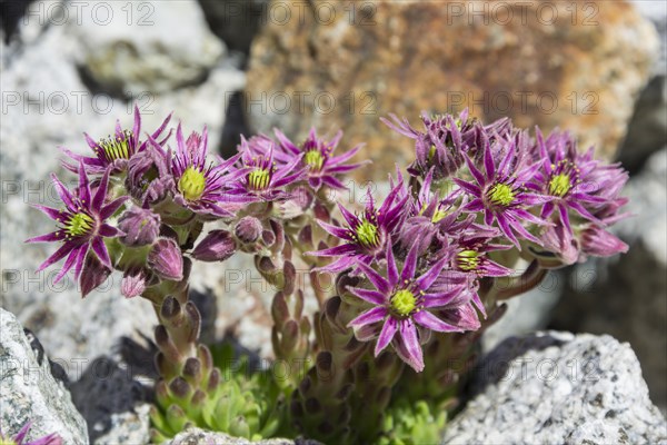 Cobweb Houseleek (Sempervivum arachnoideum)