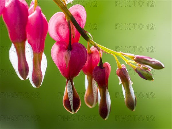 Asian bleeding-heart (Lamprocapnos spectabilis)