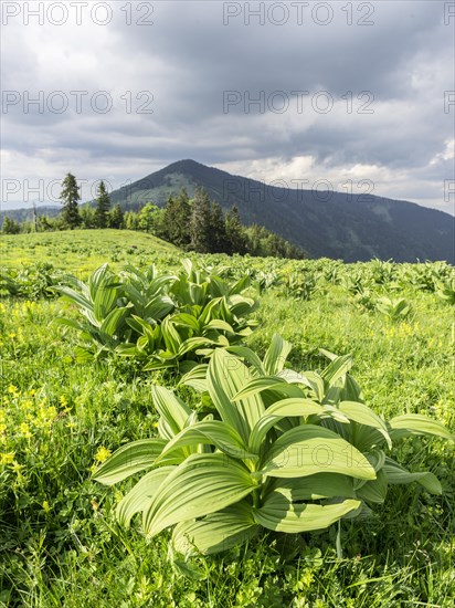 White hellebore (Veratrum album)