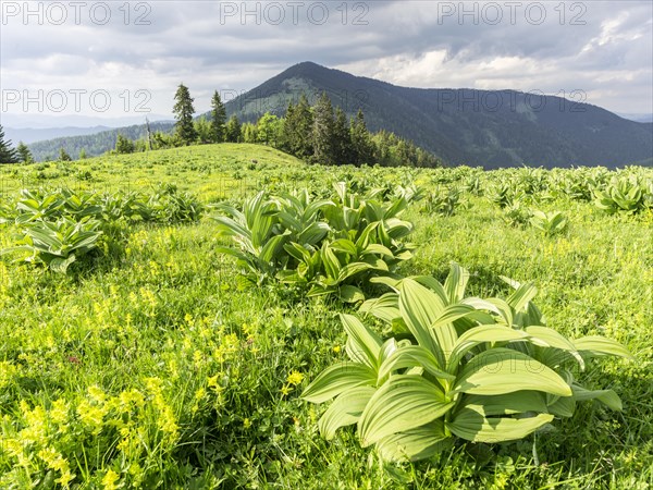 White hellebore (Veratrum album)