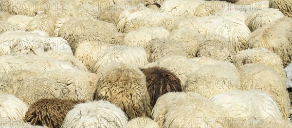 Flock of sheep