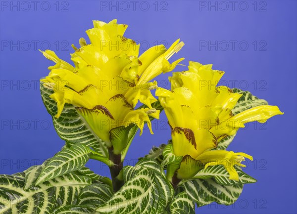 Aphelandra (Aphelandra sp.) flower