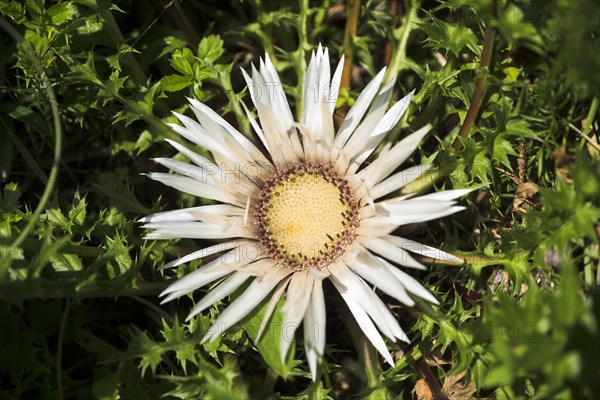 Stemless carline thistle (Carlina acaulis)