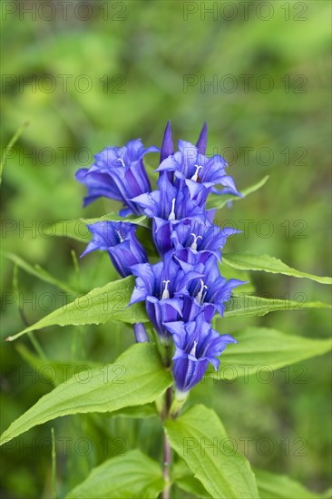 Willow Gentian (Gentiana asclepiadea)