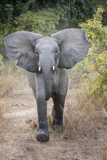 Adolescent African Elephant (Loxodonta africana) in a threatening pose