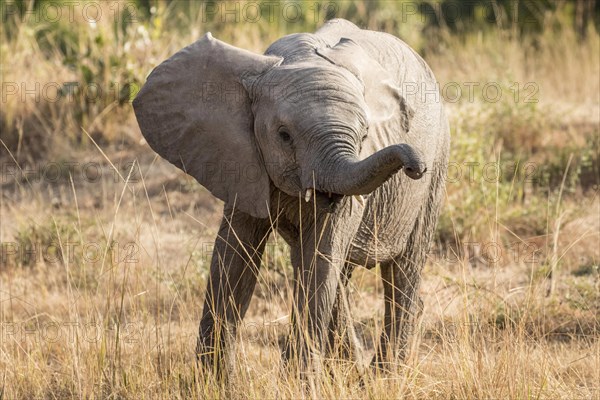 Young African Elephant (Loxodonta africana)