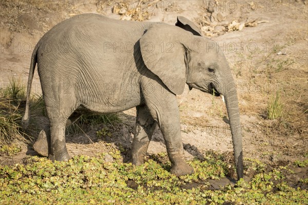 African Elephant (Loxodonta africana) drinking at a waterhole