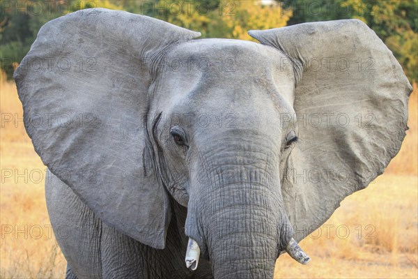 African elephant (Loxodonta africana)