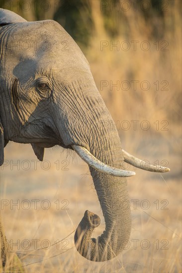 African elephant (Loxodonta africana)