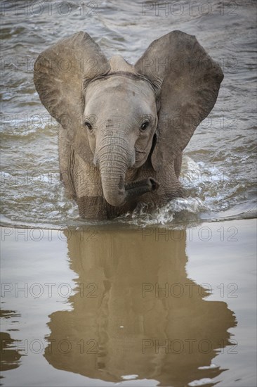 African Elephant (Loxodonta africana) crossing a river