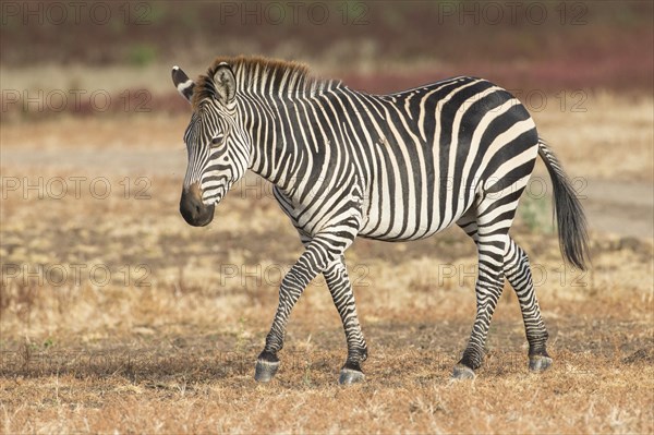 Crawshay's zebra (Equus quagga crawshaii)