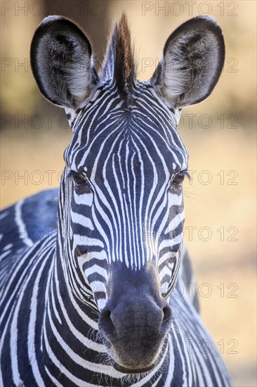 Crawshay's zebra (Equus quagga crawshaii)