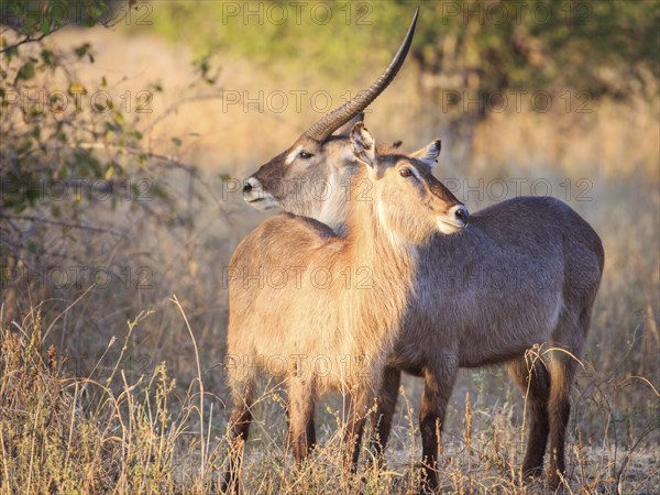 Waterbuck (Kobus ellipsiprymnus)