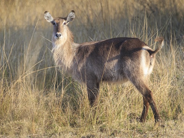 Waterbuck (Kobus ellipsiprymnus)