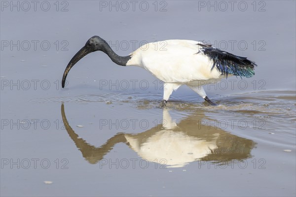 African sacred ibis (Threskiornis aethiopicus)