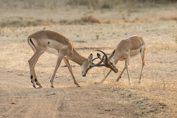 Impalas (Aepyceros melampus)