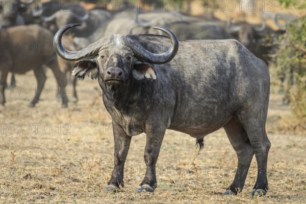 Cape buffalo (Syncerus caffer)