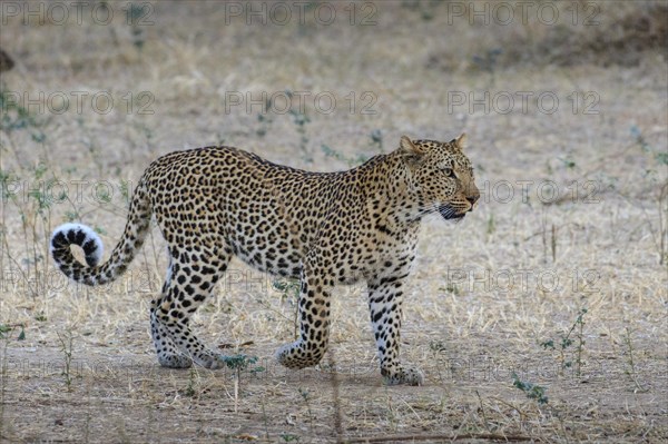 Leopard (Panthera pardus)