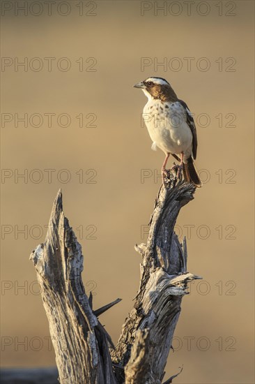 White-browed sparrow-weaver (Plocepasser mahali)
