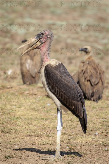 Marabou stork (Leptoptilos crumeniferus)