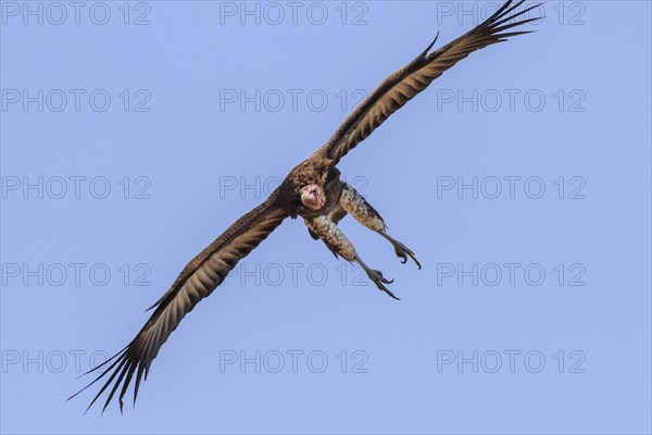 Lappet-faced vulture (Torgos tracheliotus) in flight