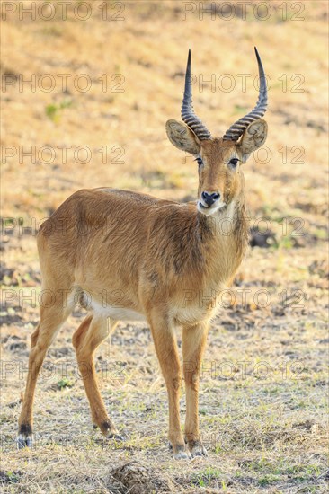 Puku (Kobus vardonii)