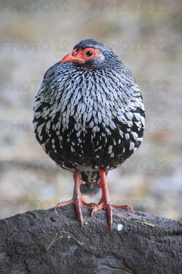 Red-necked spurfowl (Francolinus afer)