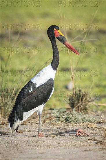 Saddle-billed stork (Ephippiorhynchus senegalensis)