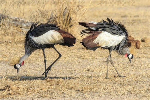 Black crowned cranes (Balearica pavonina)