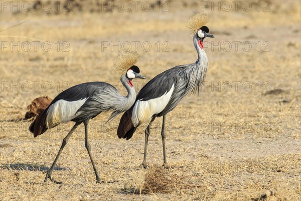 Black crowned crane (Balearica pavonina)