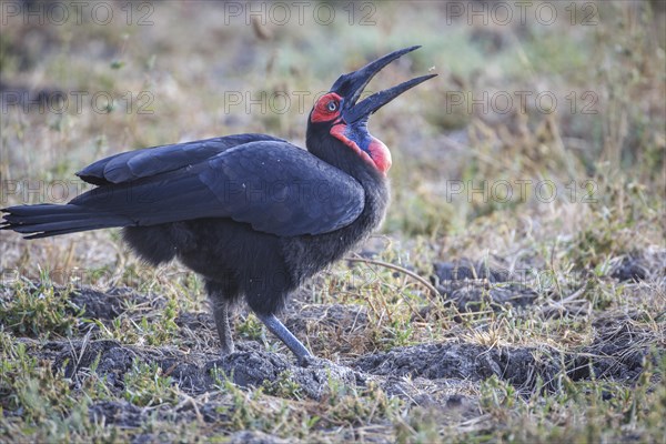 Southern ground hornbill (Bucorvus leadbeateri)