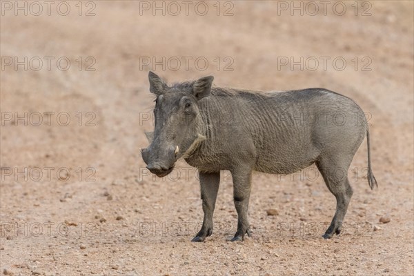 Warthog (Phacochoerus africanus) standing on a path