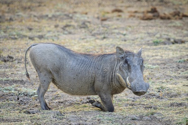 Warthog (Phacochoerus africanus)