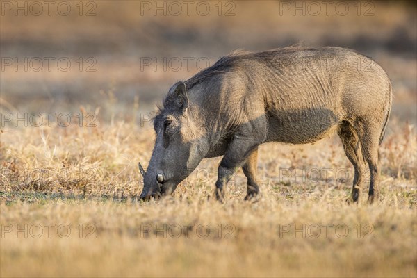 Warthog (Phacochoerus africanus)