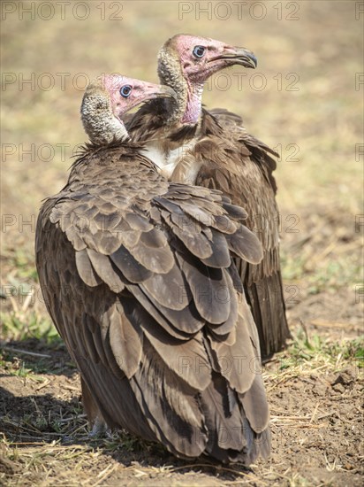 White-headed vulture (Trigonoceps occipital)